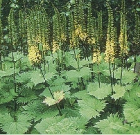 Ligularia stenoc. 'The Rocket' geen maat specificatie 0,55L/P9cm - afbeelding 1