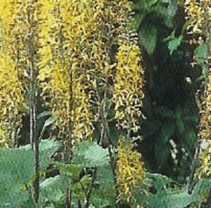 Ligularia stenoc. 'The Rocket' geen maat specificatie 0,55L/P9cm - afbeelding 2