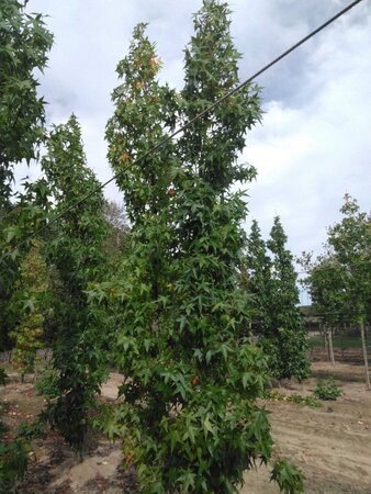 Liquidambar s. 'SlenderSilhouette' 10-12 cm draadkluit geveerd - afbeelding 1