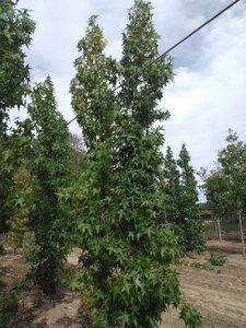Liquidambar s. 'SlenderSilhouette' 10-12 cm draadkluit geveerd