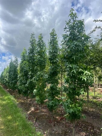 Liquidambar s. 'SlenderSilhouette' 10-12 Hoogstam draadkluit