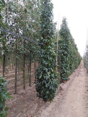 Liquidambar s. 'SlenderSilhouette' 10-12 cm met kluit geveerd - afbeelding 2
