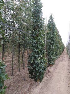 Liquidambar s. 'SlenderSilhouette' 10-12 cm met kluit geveerd - afbeelding 2