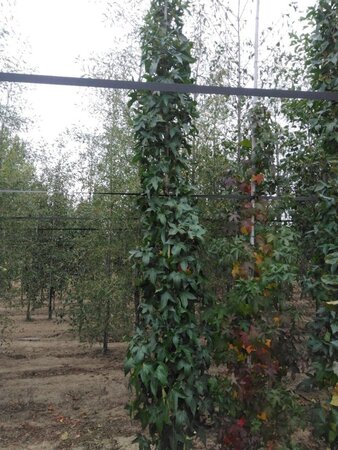 Liquidambar s. 'SlenderSilhouette' 6-8 cm met kluit geveerd - afbeelding 4