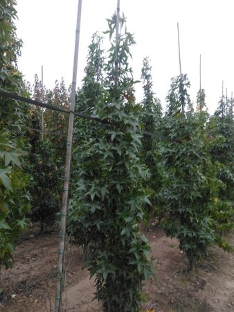 Liquidambar s. 'SlenderSilhouette' 6-8 cm met kluit geveerd - afbeelding 1