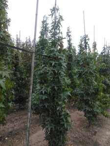 Liquidambar s. 'SlenderSilhouette' 6-8 cm met kluit geveerd