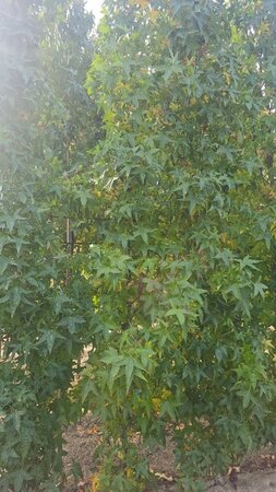 Liquidambar s. 'SlenderSilhouette' 6-8 cm met kluit geveerd - afbeelding 2