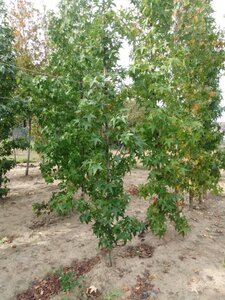 Liquidambar s. 'SlenderSilhouette' 6-8 cm met kluit geveerd - afbeelding 3