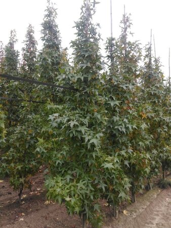 Liquidambar s. 'SlenderSilhouette' 8-10 cm draadkluit geveerd - afbeelding 1