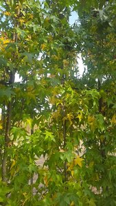 Liquidambar s. 'SlenderSilhouette' 8-10 cm draadkluit geveerd - afbeelding 2