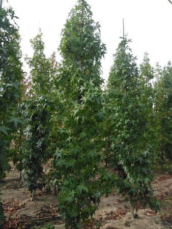 Liquidambar s. 'SlenderSilhouette' 8-10 cm draadkluit geveerd - afbeelding 4