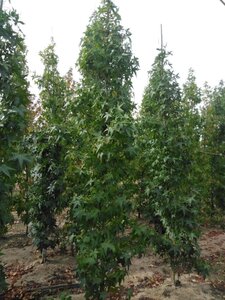 Liquidambar s. 'SlenderSilhouette' 8-10 cm draadkluit geveerd - afbeelding 4