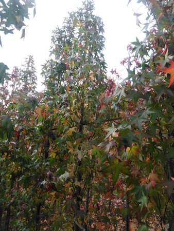 Liquidambar s. 'SlenderSilhouette' 8-10 cm draadkluit geveerd - afbeelding 3