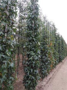 Liquidambar s. 'SlenderSilhouette' 8-10 cm draadkluit geveerd - afbeelding 5