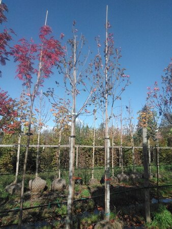 Liquidambar s. 'Stared' 18-20 Hoogstam draadkluit 3 X verplant