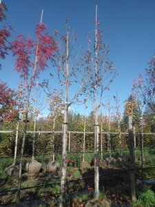 Liquidambar s. 'Stared' 18-20 Hoogstam draadkluit 3 X verplant