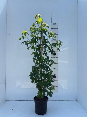 Liquidambar styraciflua 100-125 cm cont. 5,0L