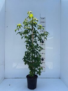 Liquidambar styraciflua 100-125 cm cont. 5,0L