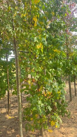 Liquidambar styraciflua 10-12 Hoogstam met kluit - afbeelding 1