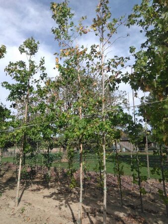 Liquidambar styraciflua 10-12 Hoogstam met kluit - afbeelding 2