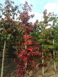 Liquidambar styraciflua 10-12 cm met kluit geveerd - afbeelding 3