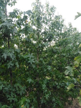 Liquidambar styraciflua 10-12 cm met kluit geveerd - afbeelding 2