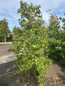 Liquidambar styraciflua 12-14 cm draadkluit geveerd 2 X verplant - afbeelding 2