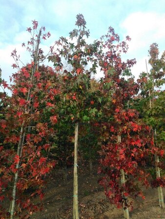 Liquidambar styraciflua 12-14 cm draadkluit geveerd 2 X verplant