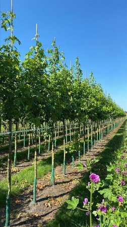 Liquidambar styraciflua 12-14 Hoogstam draadkluit 2 X verplant - afbeelding 1