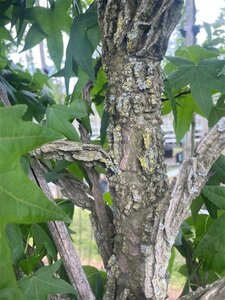 Liquidambar styraciflua 12-14 Hoogstam draadkluit 2 X verplant - afbeelding 8