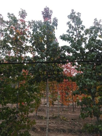 Liquidambar styraciflua 12-14 Hoogstam draadkluit 2 X verplant - afbeelding 3