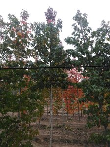 Liquidambar styraciflua 12-14 Hoogstam draadkluit 2 X verplant - afbeelding 3