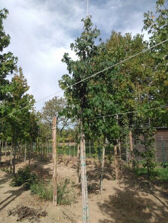 Liquidambar styraciflua 12-14 Hoogstam draadkluit 2 X verplant - afbeelding 4