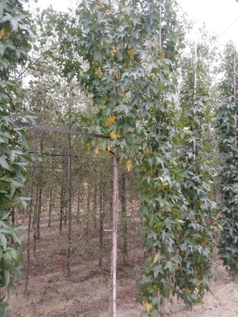 Liquidambar styraciflua 12-14 Hoogstam draadkluit 2 X verplant - afbeelding 6