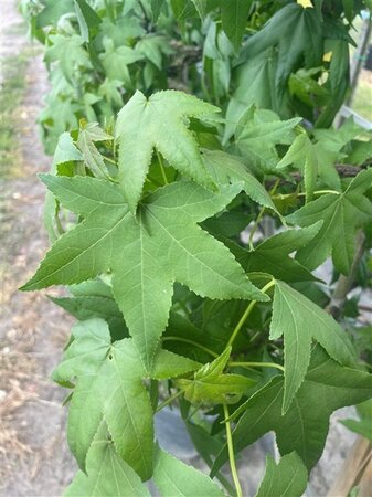 Liquidambar styraciflua 12-14 Hoogstam draadkluit 2 X verplant - afbeelding 9
