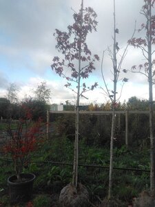 Liquidambar styraciflua 12-14 Hoogstam draadkluit 2 X verplant - afbeelding 2