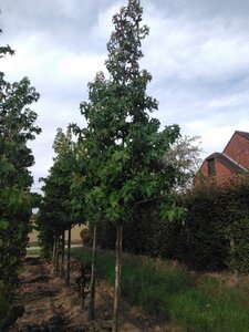 Liquidambar styraciflua 12-14 Hoogstam draadkluit 2 X verplant - afbeelding 5