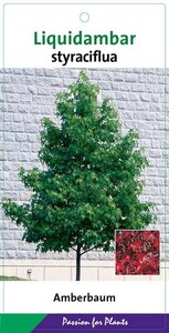 Liquidambar styraciflua 125-150 cm cont. 5,0L