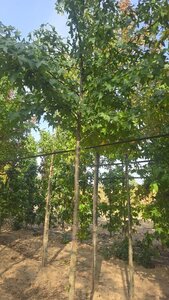 Liquidambar styraciflua 14-16 Hoogstam draadkluit 2 X verplant