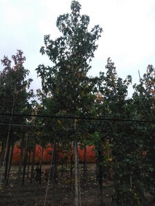 Liquidambar styraciflua 14-16 Hoogstam draadkluit 2 X verplant - afbeelding 5