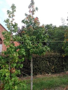 Liquidambar styraciflua 14-16 Hoogstam draadkluit 2 X verplant - afbeelding 3