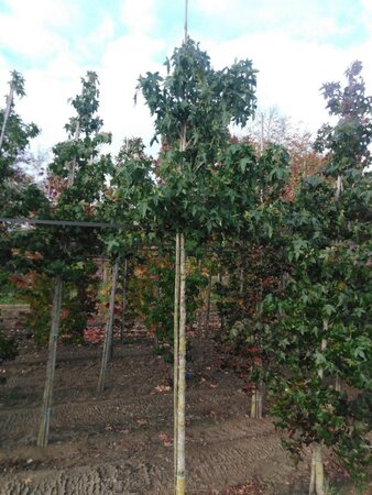 Liquidambar styraciflua 14-16 Hoogstam draadkluit 2 X verplant - afbeelding 4