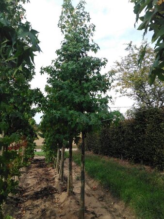 Liquidambar styraciflua 16-18 STA WRB 3 X V - image 1