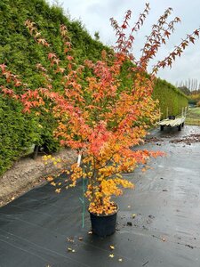 Liquidambar styraciflua 175-200 cm cont. 20L