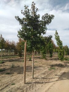 Liquidambar styraciflua 18-20 Hoogstam draadkluit 3 X verplant - afbeelding 3