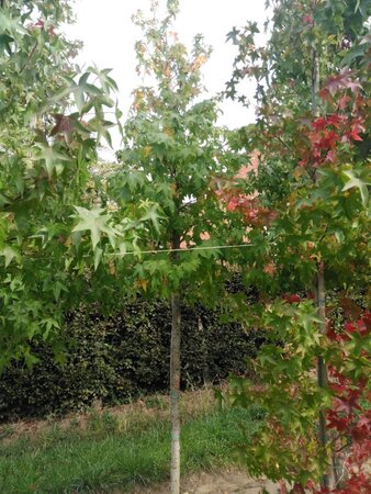 Liquidambar styraciflua 18-20 Hoogstam draadkluit 3 X verplant - afbeelding 2