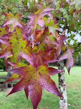 Liquidambar styraciflua 18-20 Hoogstam draadkluit 3 X verplant - afbeelding 4