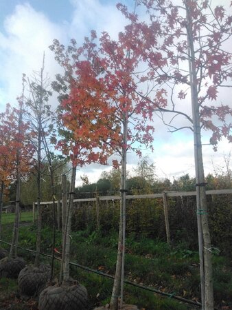 Liquidambar styraciflua 18-20 Hoogstam draadkluit 3 X verplant - afbeelding 1