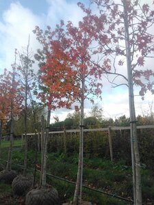 Liquidambar styraciflua 18-20 Hoogstam draadkluit 3 X verplant