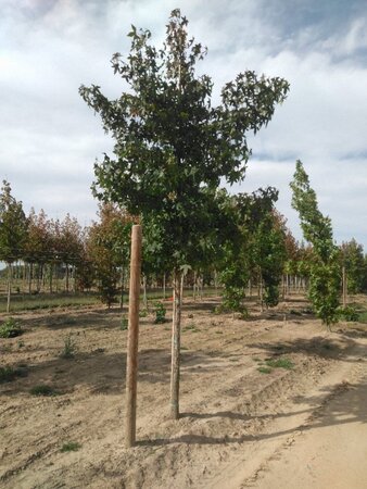 Liquidambar styraciflua 18-20 STA WRB 3 X V - image 3